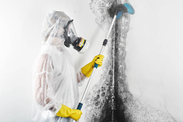 Best Biohazard Mold Removal  in White Hall, IL
