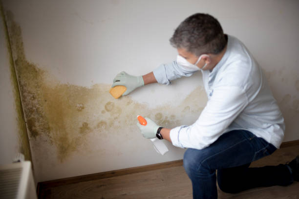 Best Mold Remediation for Healthcare Facilities  in White Hall, IL