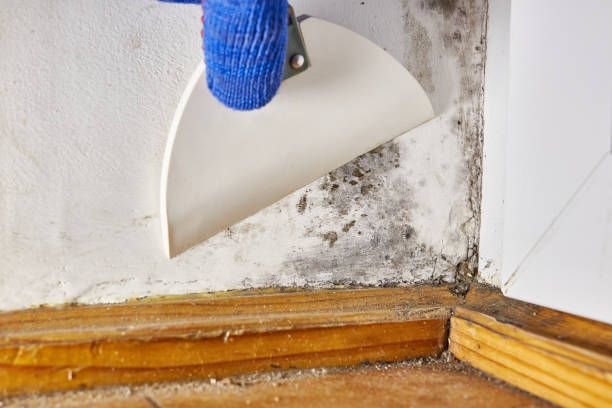 Best Mold Removal for HVAC Installations  in White Hall, IL