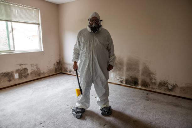 Best Black Mold Removal  in White Hall, IL